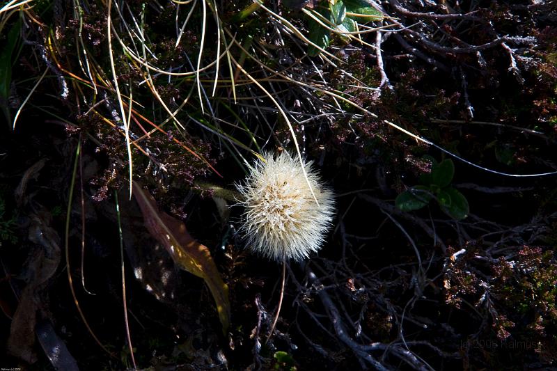 Mayrhofen 2008 (1 von 1)-22.jpg